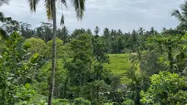 jual tanah kebun dan villa murah di penebel tabanan bali.