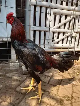 BU, Ayam Bangkok Shamo Jepang x Shamo Eropa