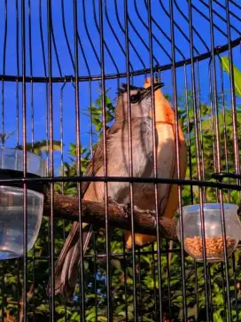 Burung terucuk gacor