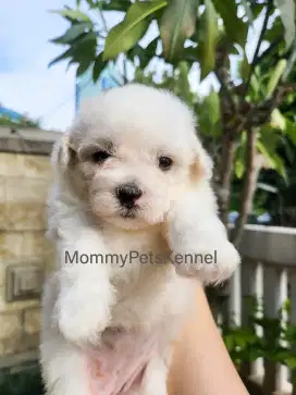 BICHON FRISE KOREA