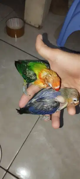 Burung lovebird anakan