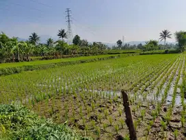 NEGO BU Jual CEPAT Sawah Caringin Cianjur