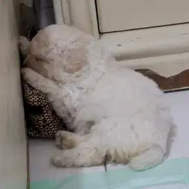 Toy Poodle putih non stambun