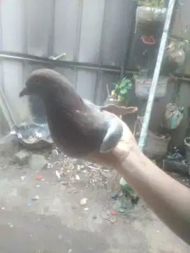 Burung dara jantan murah