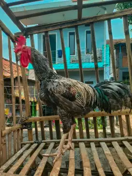 Ayam Pelung Jumbo Jali