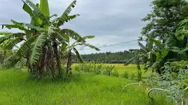 jual tanah luas kecil view sawah terasering murah di tabanan bali.