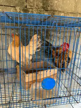 Ayam Serama indukan sepasang siap produksi