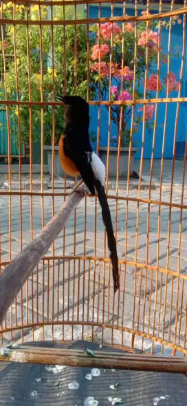 Burung murai medan gacor