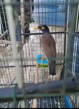 dijual burung jalak nias