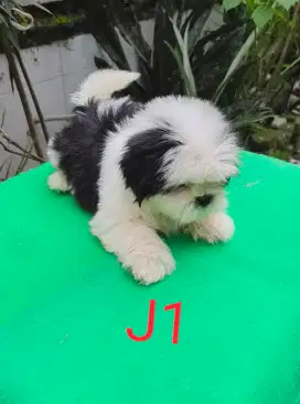 Anak anjing Shih Tzu