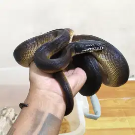 Gold albertisi python papua