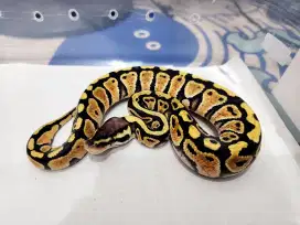 Ballpython pastel baby