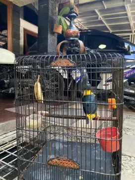 Jual burung Golden Mina