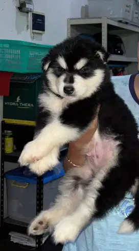 Alaskan Malamute