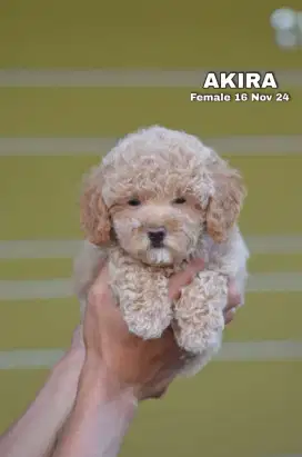 Poodle betina cakep