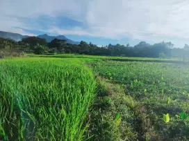 Jual Tanah Seluas 3730 Meter Persegi