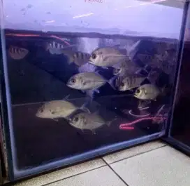 Ikan gt hiasan di aquarium