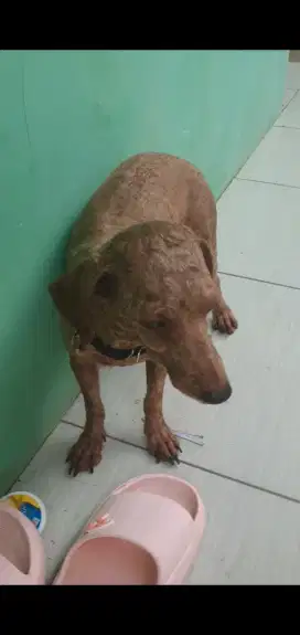 Anjing poodle Induk Jantan Stambun, Vaksin.