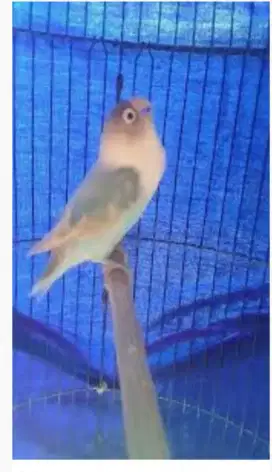 Burung lovebird warna BLUE ICE Ngekek panjang