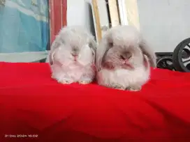 Kelinci Hias jinak Holland lop