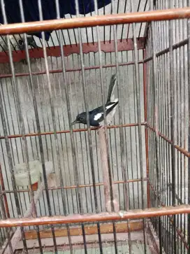 Burung kacer poci gacoran kaki medang