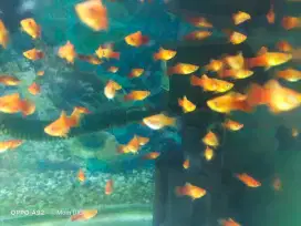 Ikan hias aquarium/ikan koral / ikan merah