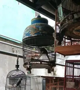 Burung perkutut bangkok gacoran