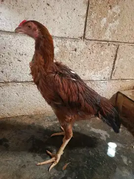 Biang Ayam Bangkok Sisik Ubed Jalu Renteng