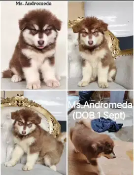 Alaskanmalamute murah