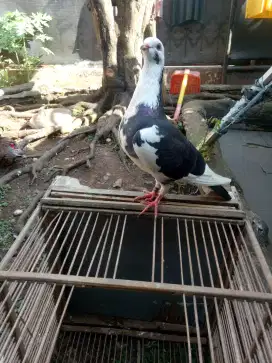 Burung dara blantong giring keras