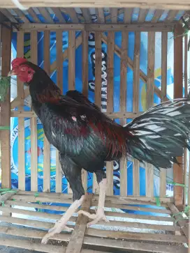 Ayam bangkok selatan