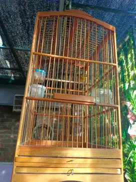 dijual burung  fullset