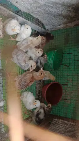 Anak Ayam Kampung Silangan Aseel Cros