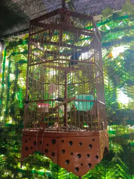 dijual burung Decu gacor