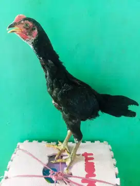 Ayam Bangkok 3 bulan