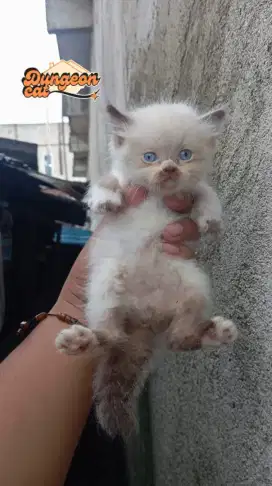 Kitten pure Ragdoll jantan