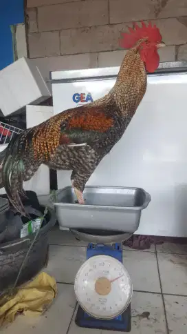 ayam pelung asli canjur