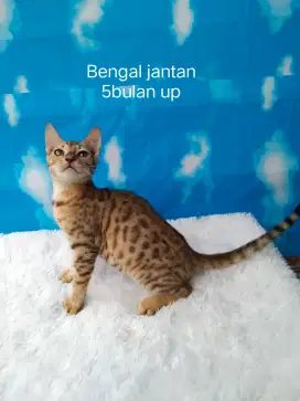 Kitten jantan shat,lincah lucu