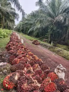 lowongan pekerjaan