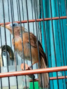 Burung wambi ternakan betina jinak