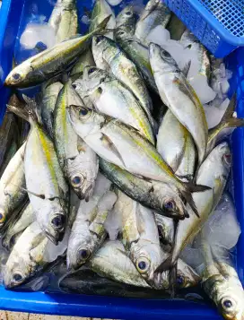 Ikan kembung fresh