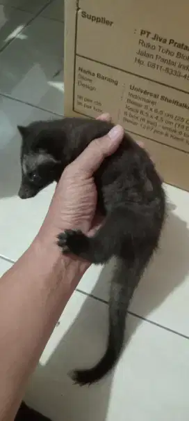 Baby Musang Pandan