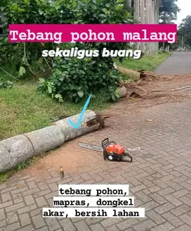 tebang pohon malang