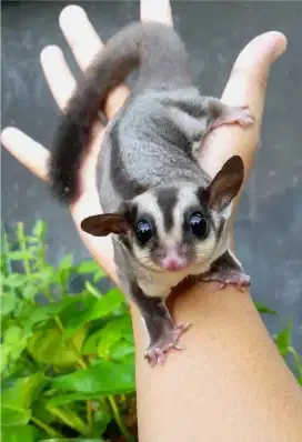 Sugar glider Jantan Jinak