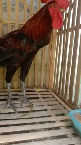 Ayam pelung asli Cianjur