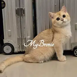 Kucing british shorthair betina golden pedigree