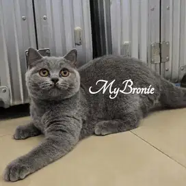 Kucing british shorthair betina pedigree