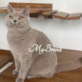 Kucing british shorthair 1 tahun betina lilac pedigree