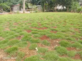 Rumput jepang siap tanam dan antar