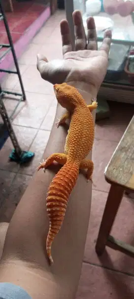 Leopard Gecko Bongsor Gemuk Besar